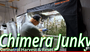 Chimera Junky Harvest: Spider Farmer SF2000 EVO Flower Tent Update