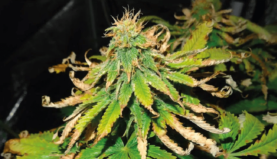 cannabis leaves curling
