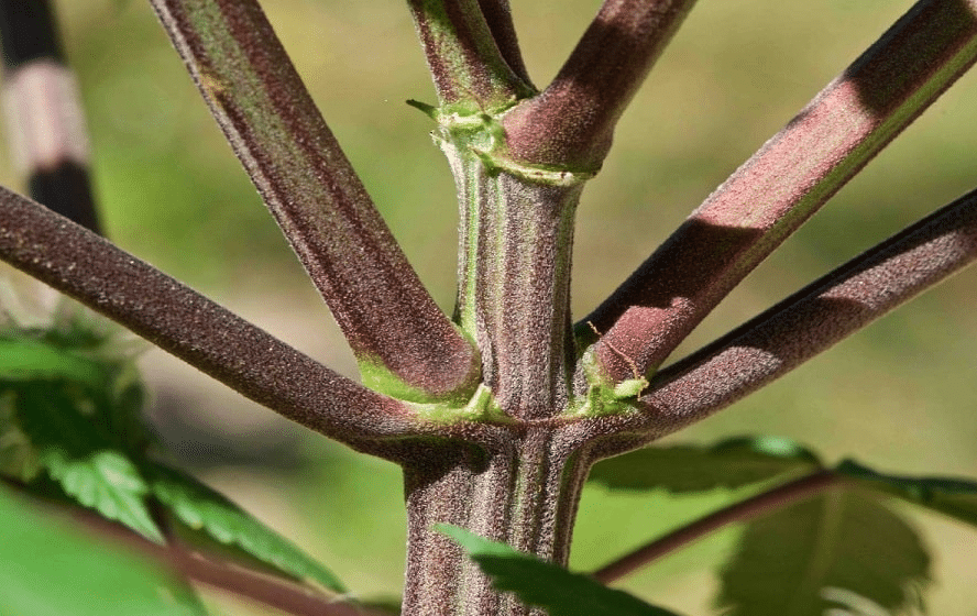 purple stem weed