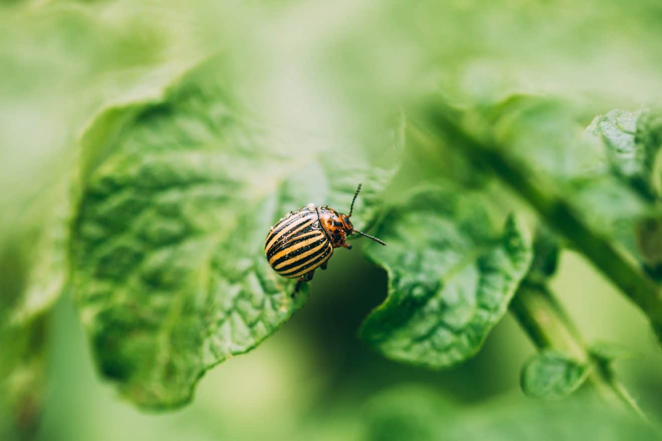 Why & How to Fix Leaves Turning Yellow During Flowering