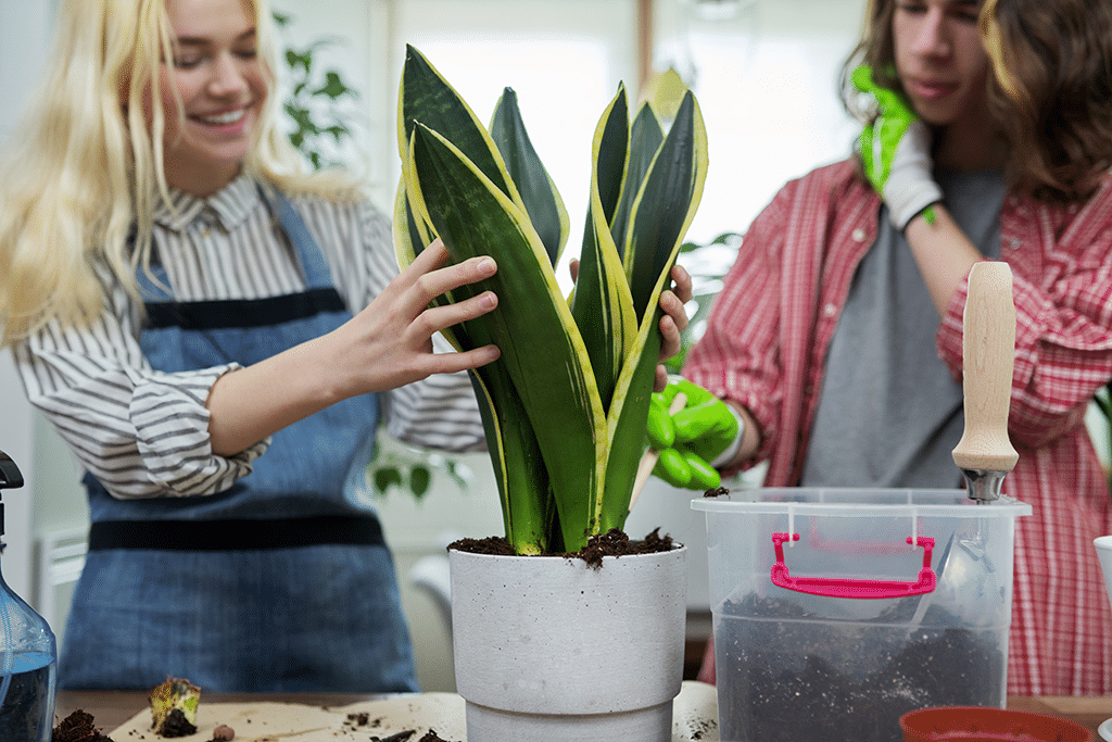 when to repot snake plants