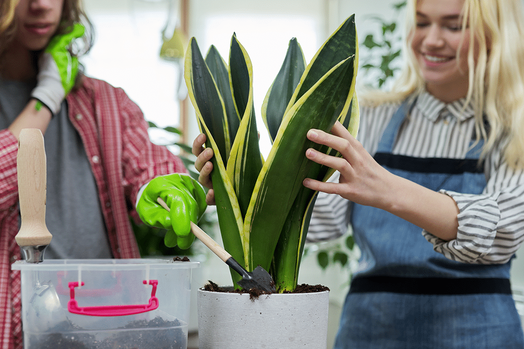 removing snake plant for repotting