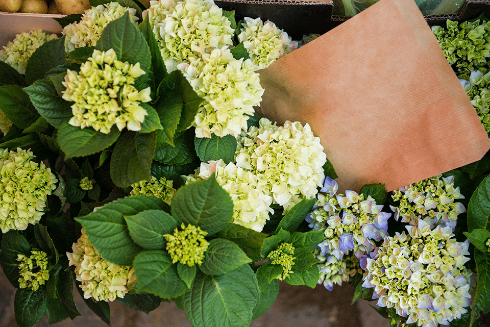 hydrangeas plants