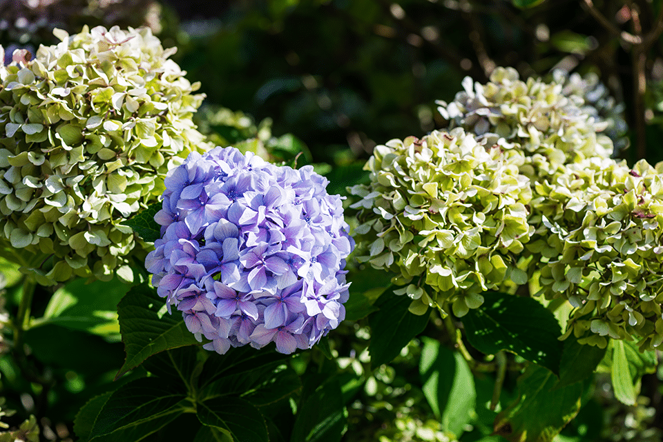 are hydrangeas perennials