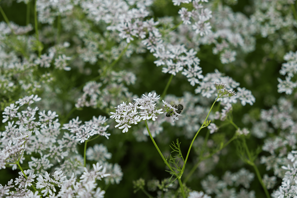 cilantro bolting