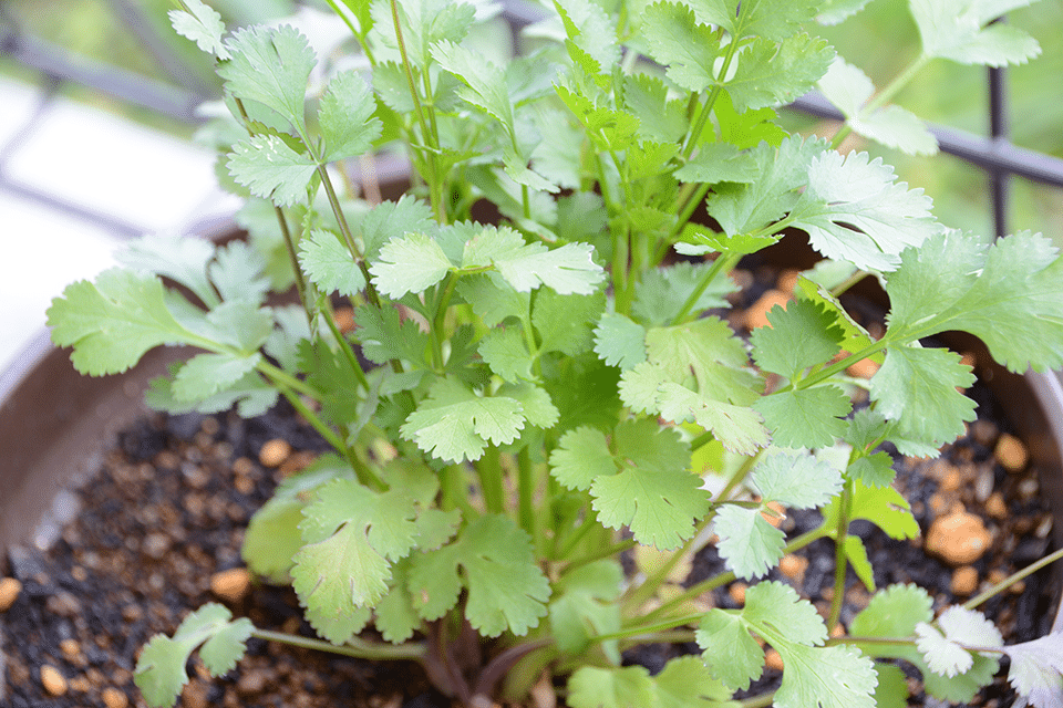 growing cilantro indoors