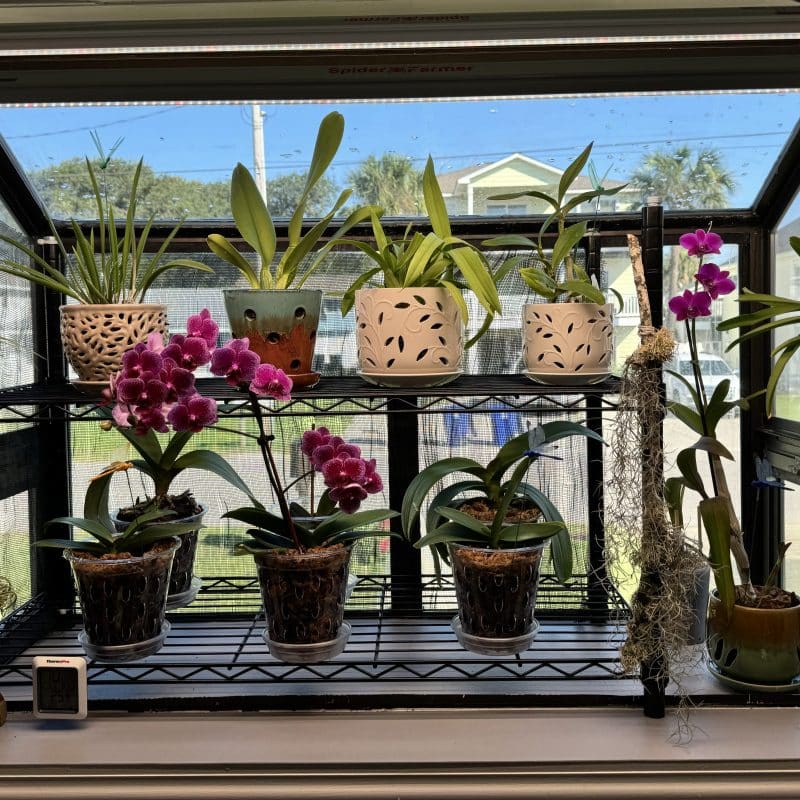 glow80 from US customer .