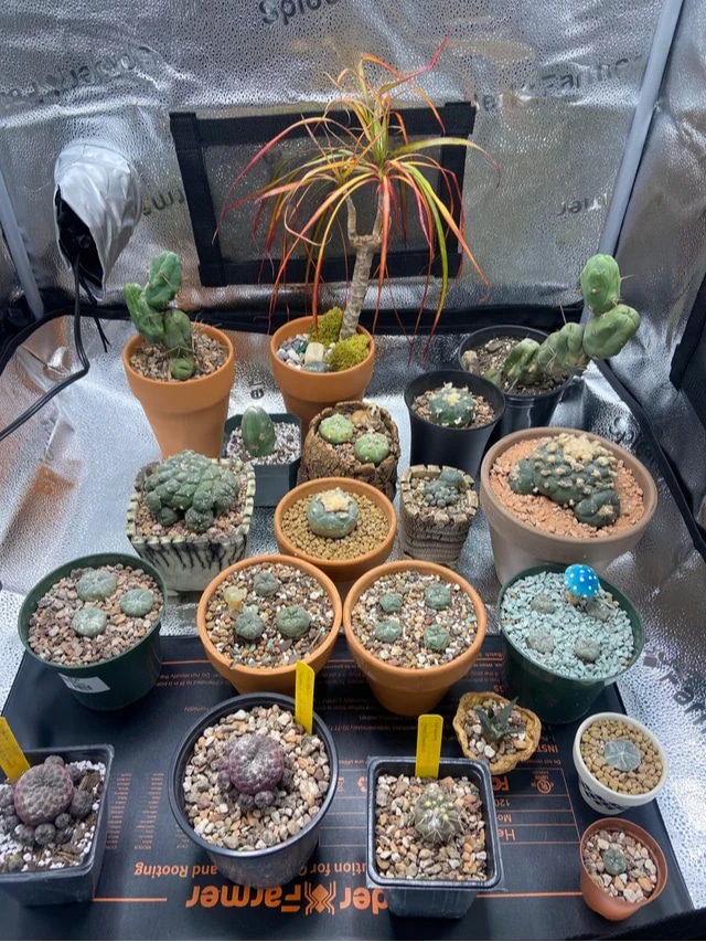 SF1000-Reddit-Responsible_Lettuce1-01