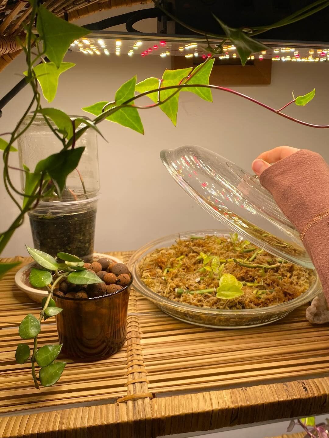 SF1000EVO-INS-@ddizzyleaf