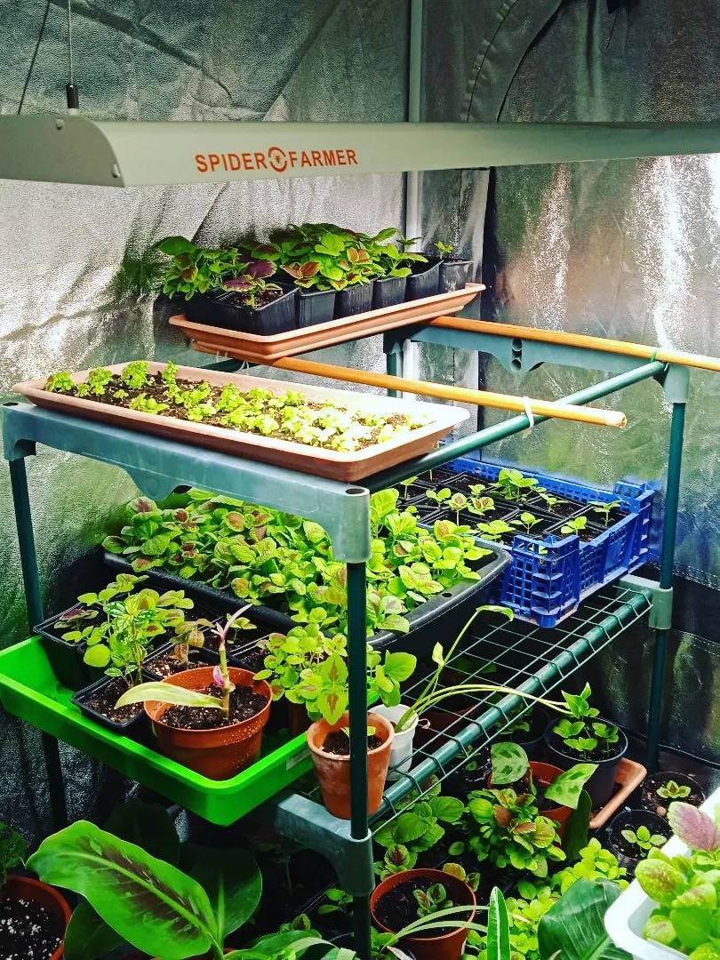 SF600-INS-les_pousses_verts-2