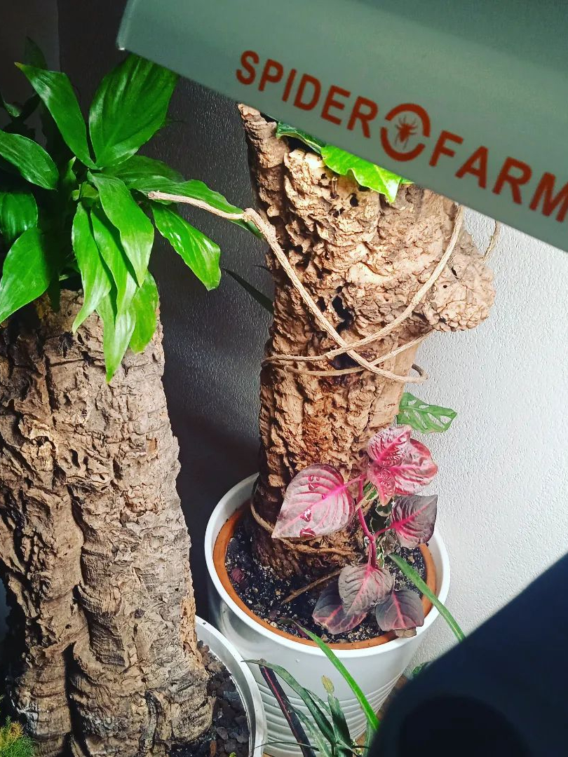 SF600-INS-les_pousses_verts