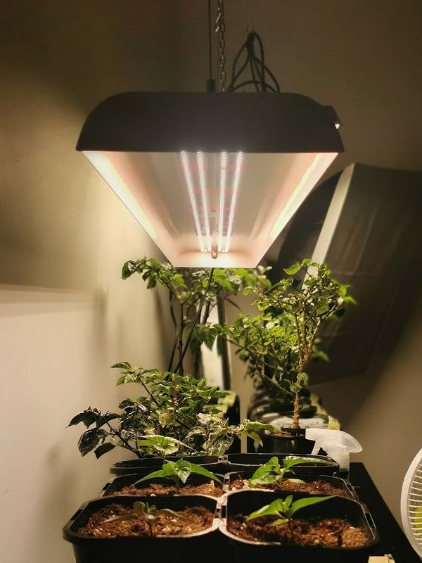 SF600-INS-odinschilis-2