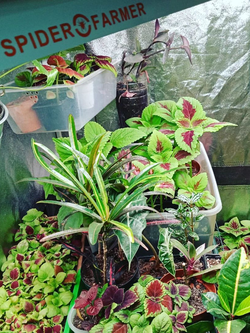 SF600-INS@les_pousses_verts