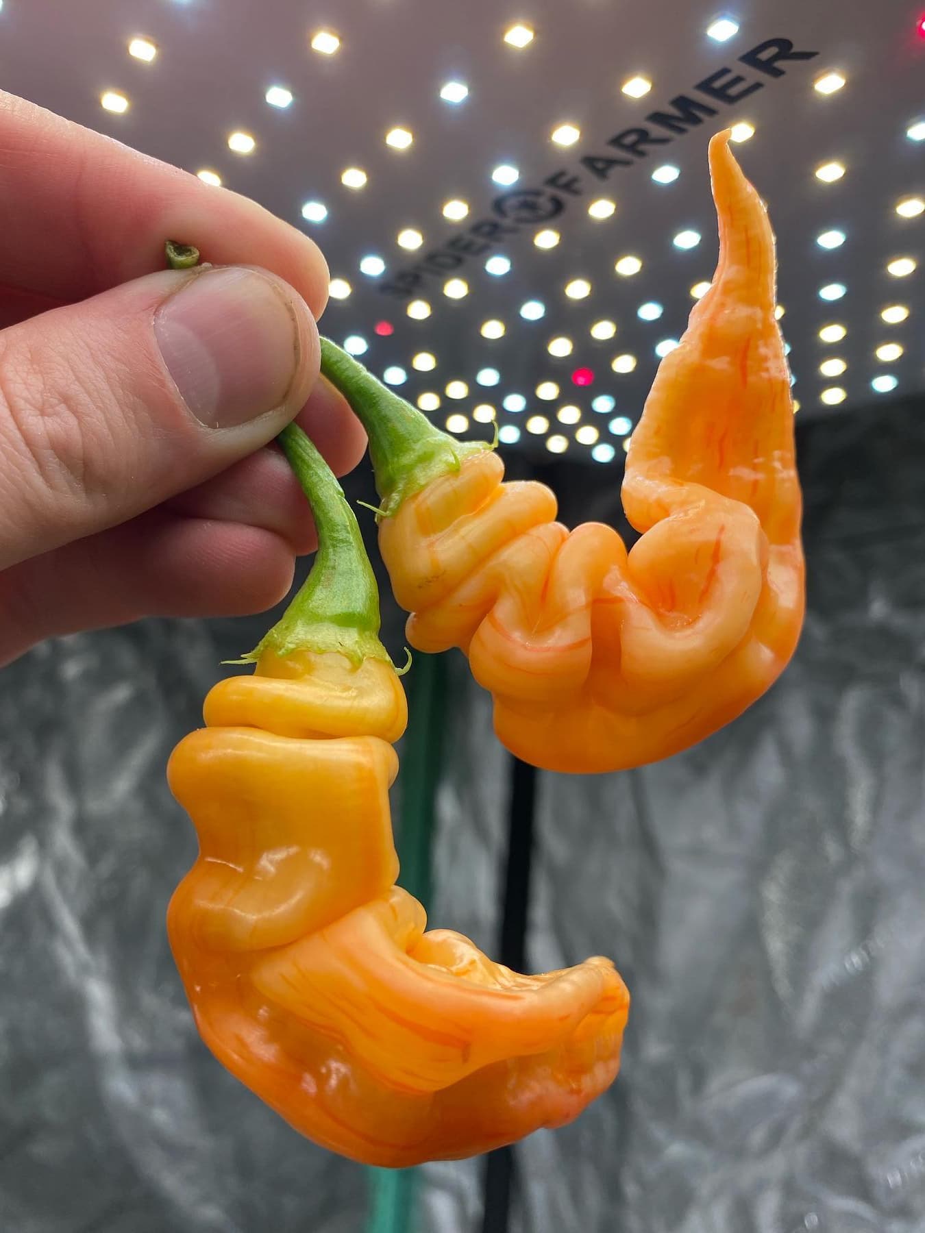 ins@thecarmichaelcroft-SF1000-01