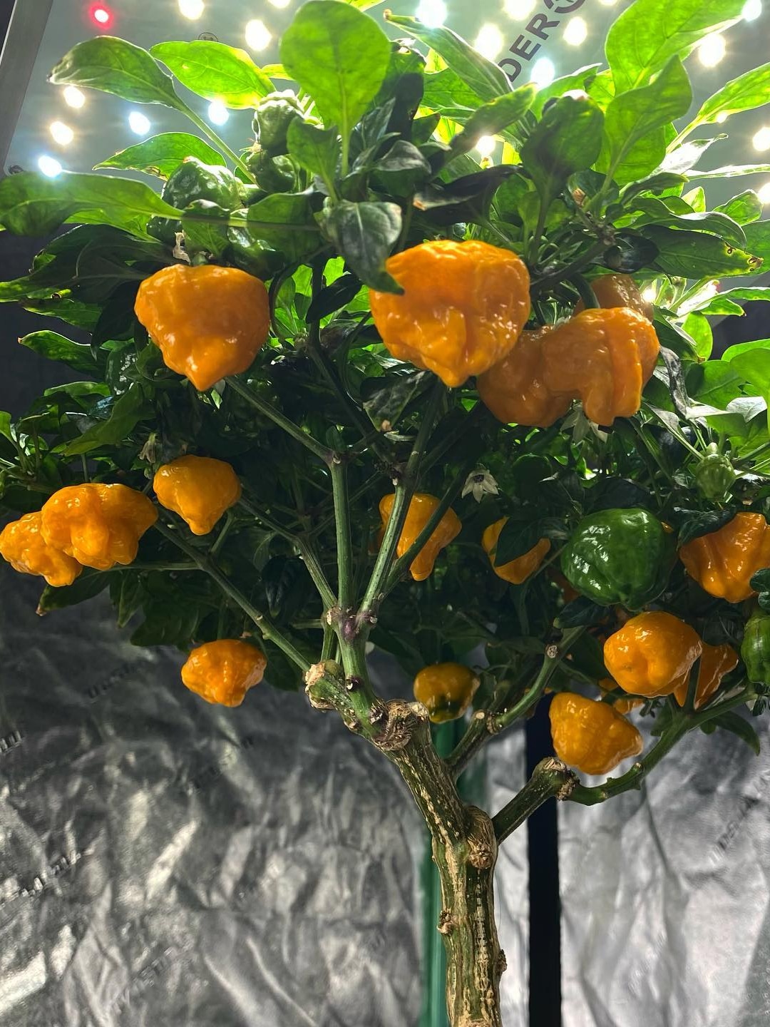 ins@thecarmichaelcroft-SF1000-02